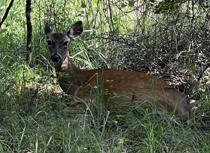 Deer Ridge Campground 10
