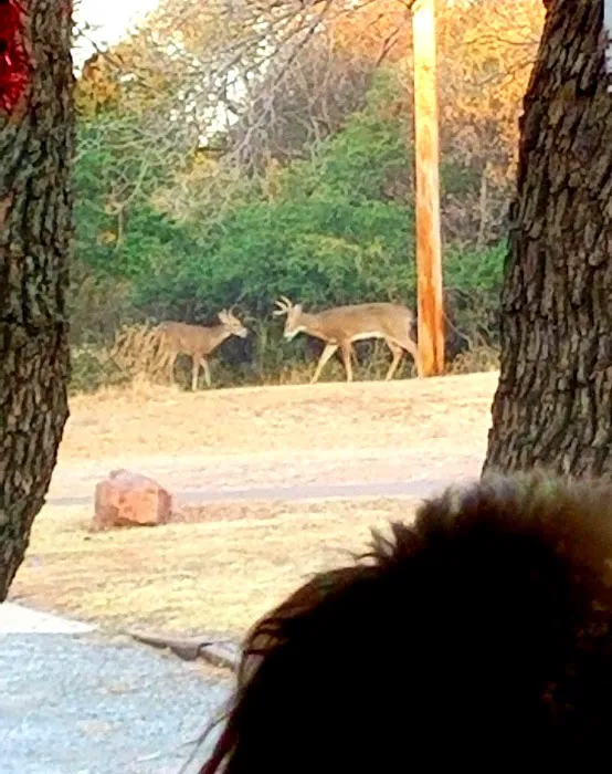 Mountain View Campground 9