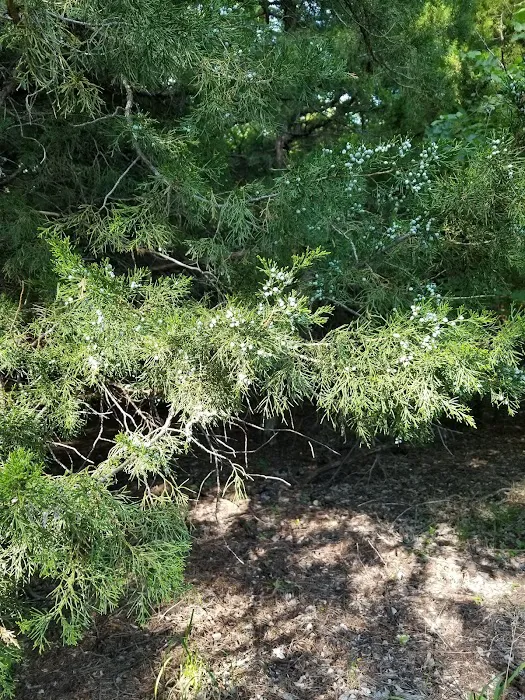 Whitetail Campground 4