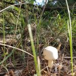 Whitetail Campground