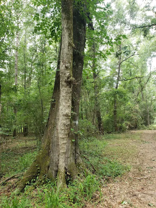 Wagner Springs 4