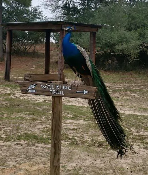 Camp Tonkawa Springs RV Park and Campground 4