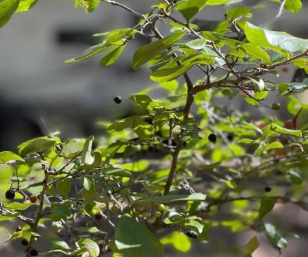 Huckleberry Hideaway Cabins & RV