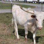 Red River Ranch Rv Resort