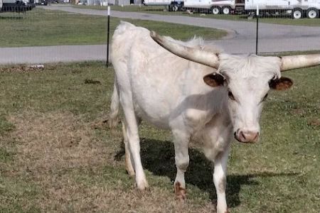 Red River Ranch Rv Resort