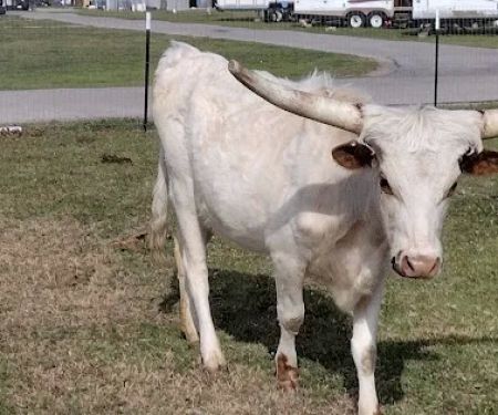 Red River Ranch Rv Resort