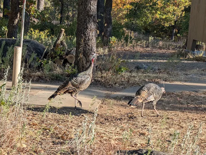 Doris Campground 9