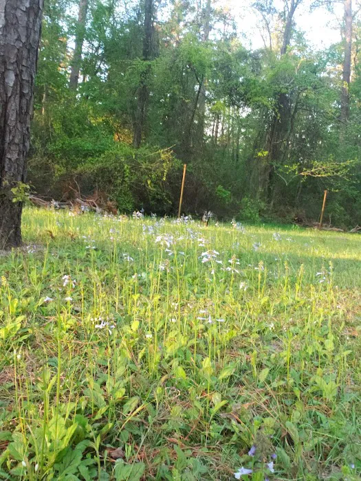 Boles Field Campground - Sabine National Forest 7