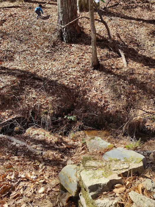 Boles Field Campground - Sabine National Forest 4
