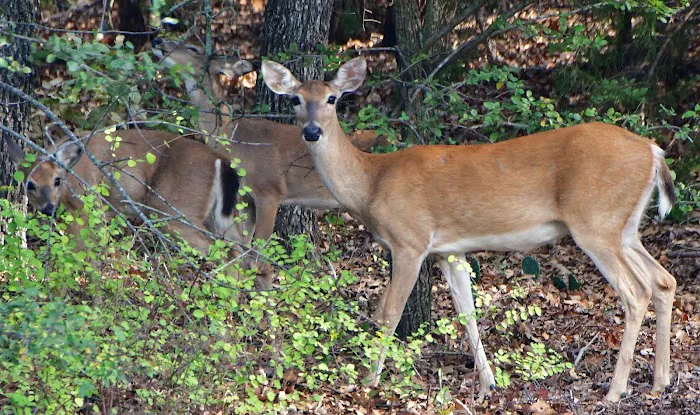 Hickory Creek COE Campground 4