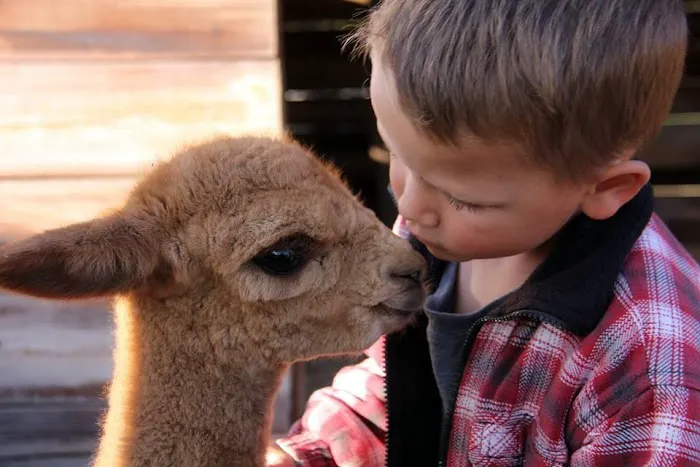 Wagon Master RV Park & Alpaca Farm 10