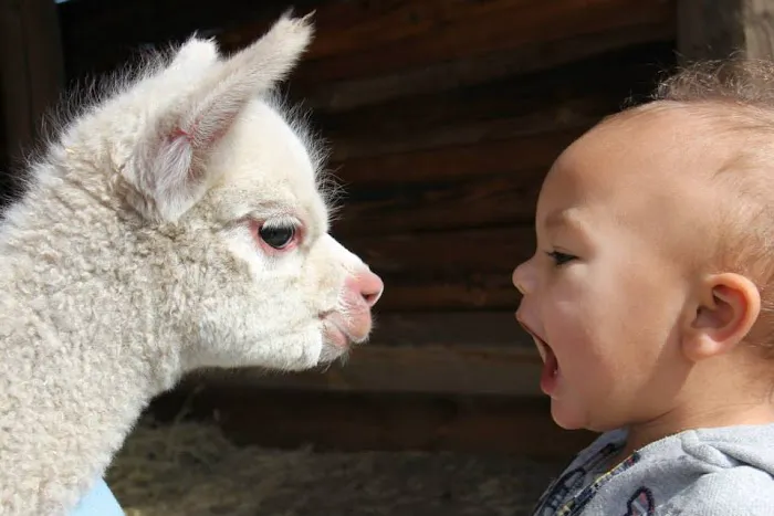 Wagon Master RV Park & Alpaca Farm 2