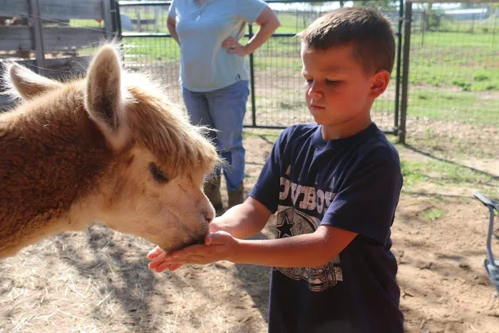 Wagon Master RV Park & Alpaca Farm 6