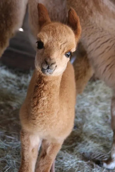Wagon Master RV Park & Alpaca Farm 4