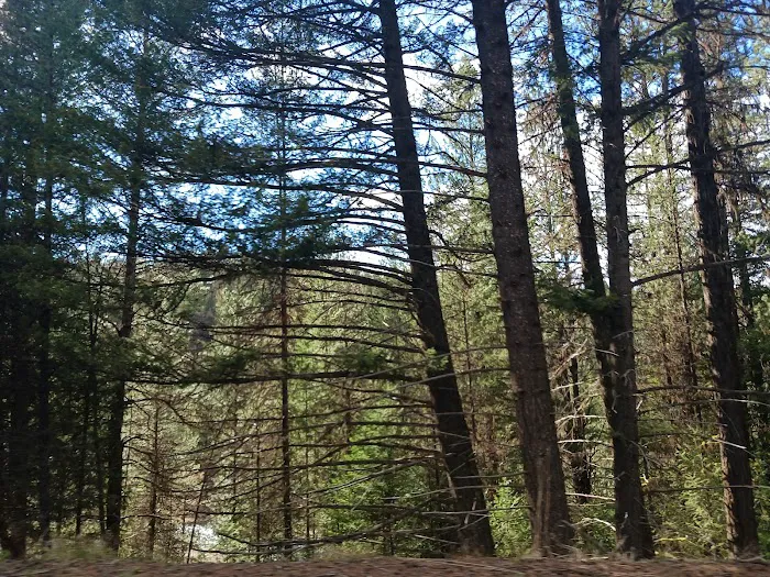 Spring Creek Dispersed Campsites 4