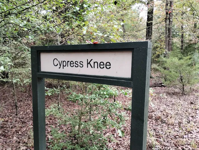 Cypress Knee Camp Site 10