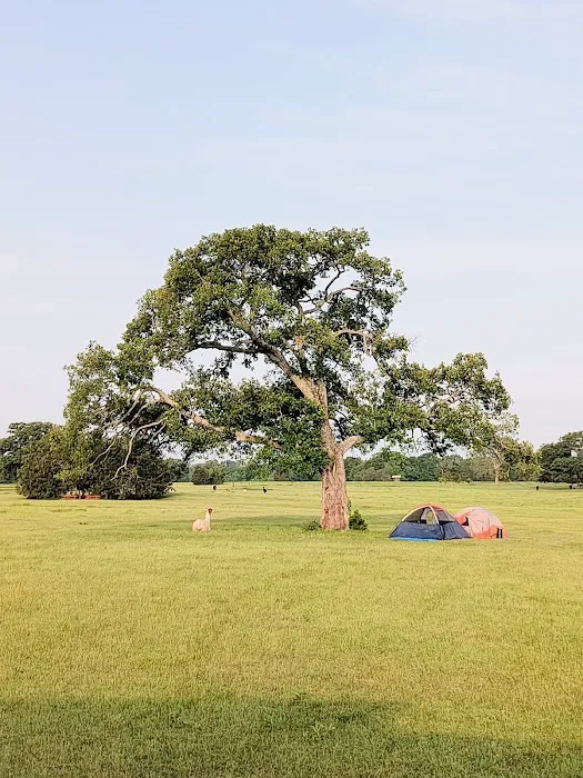 Llamaland Tent Camping 3