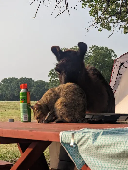 Llamaland Tent Camping 4
