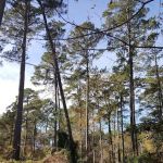 Bullfrogs & Butterflies RV Park