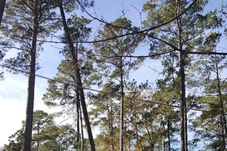 Bullfrogs & Butterflies RV Park