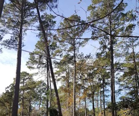 Bullfrogs & Butterflies RV Park