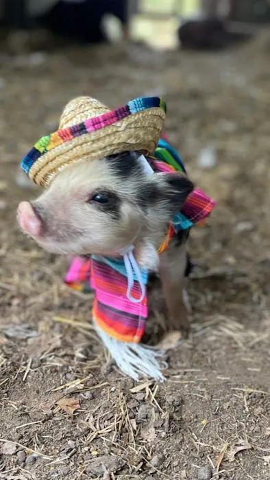 Pylant Farm 4