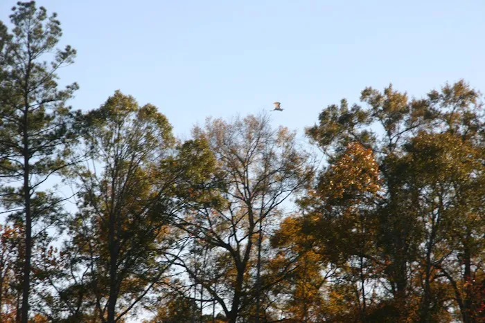 Calhoun Hills at 103 RV Park 7