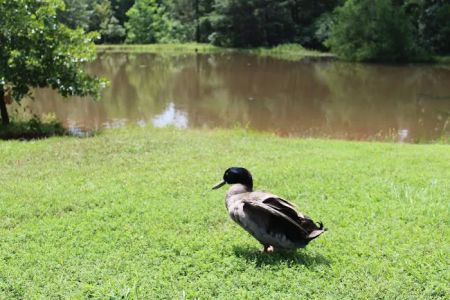 Walnut Pond RV Park