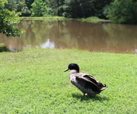 Walnut Pond RV Park