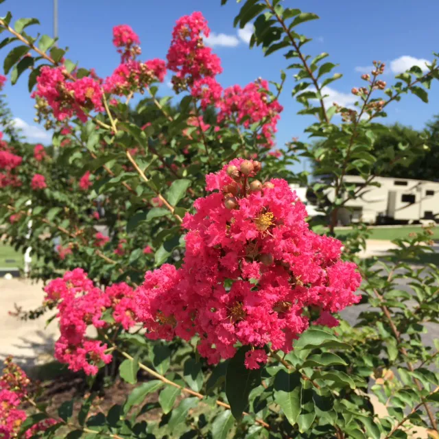 Northlake Village RV Park 7