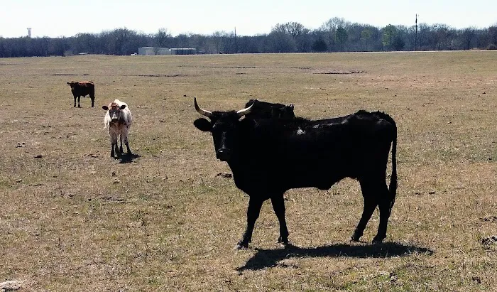 Longhorn Co 2