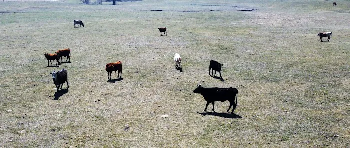 Longhorn Co 1
