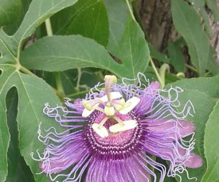 Trailwood Mobile Home Estates