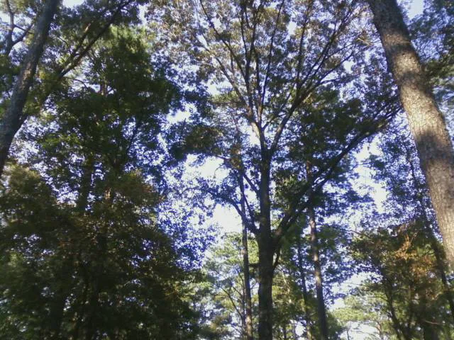 Gum Springs Horse Campground 8
