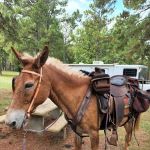 Gum Springs Horse Campground