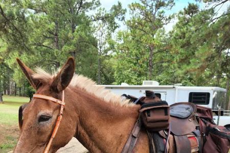 Gum Springs Horse Campground