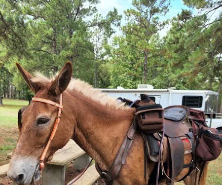 Gum Springs Horse Campground