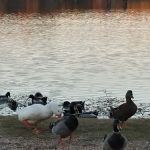 Gator Den RV Park