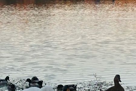 Gator Den RV Park