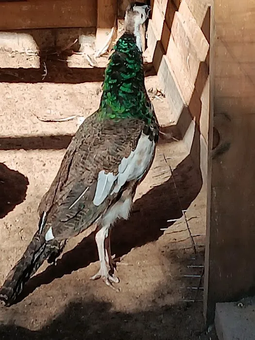 Fabulous Bok Vegas Texas 1