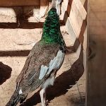 Fabulous Bok Vegas Texas