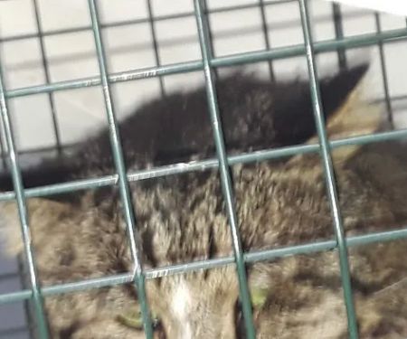 Willow Bend Mobile Park