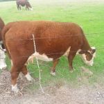 Parkerville East Mobile Home Park