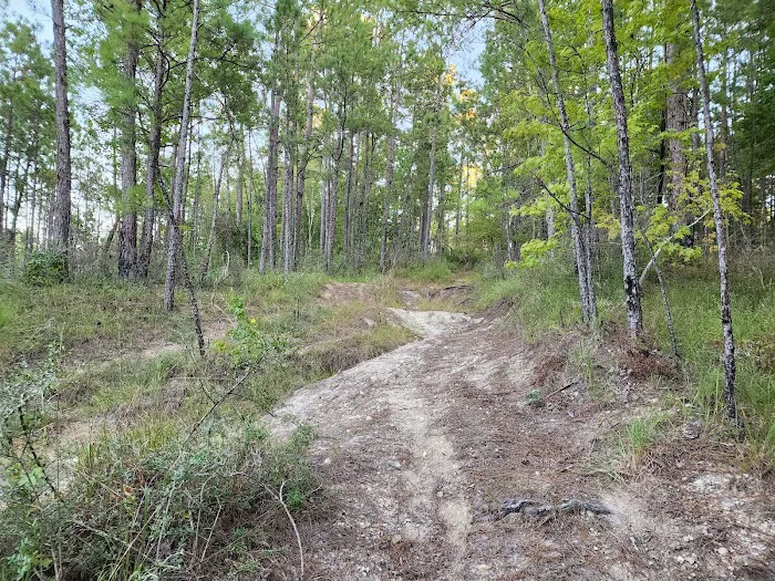 Coyote Campground, Kisatchie National Forest 9