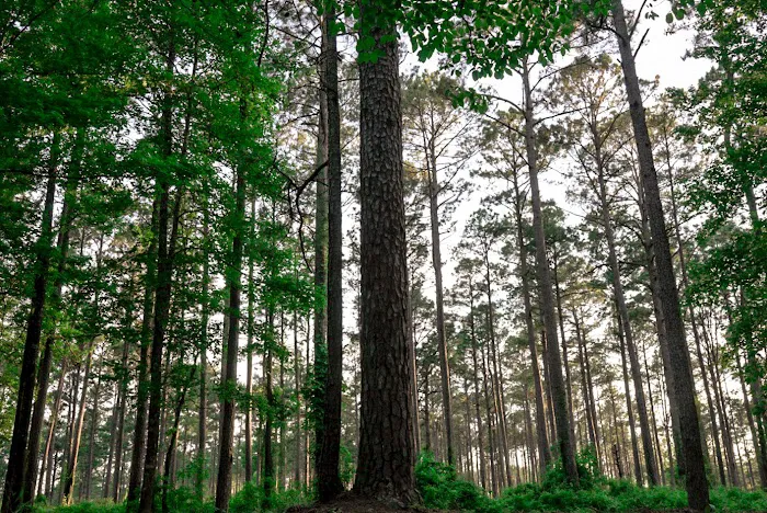 Coyote Campground, Kisatchie National Forest 10