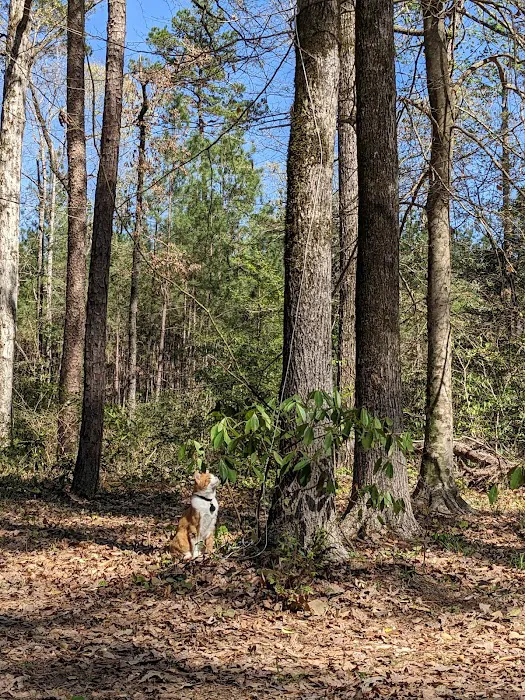 Saddle Bayou Primitive Campground 2