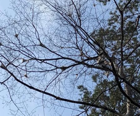 Saddle Bayou Primitive Campground