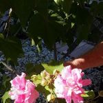 Inverness Mobile Home Park