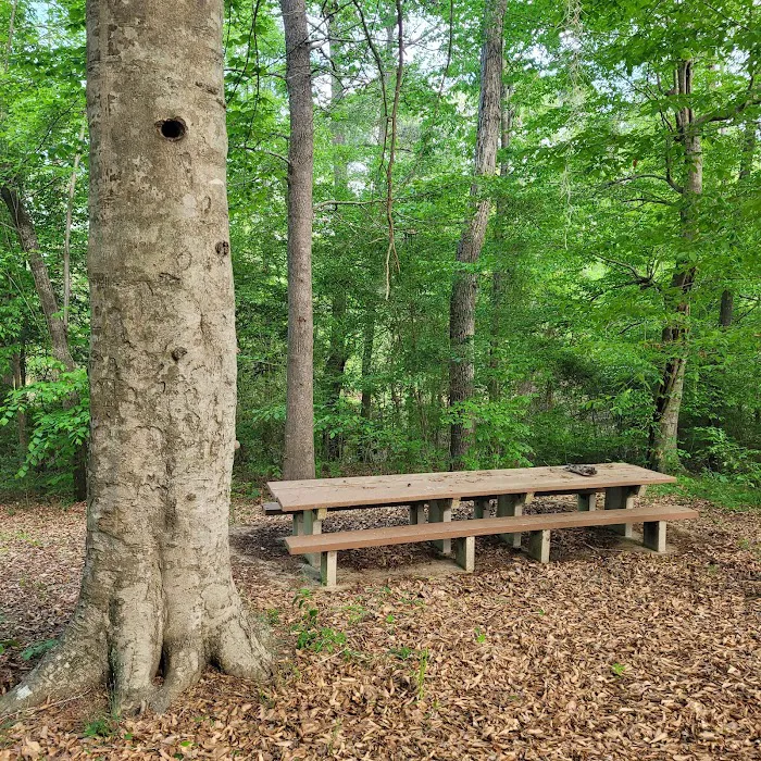 Willow Oak Campground - Sabine National Forest 6