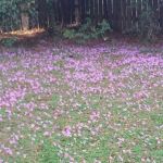 Darbonne Mobile Home Park